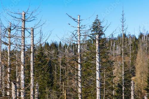 abgestorbene Fichten illustrieren das Waldsterben