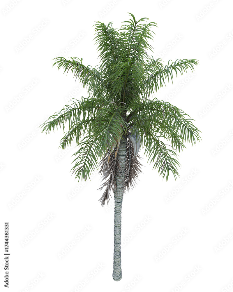 Obraz premium Acrocomia_aculeata