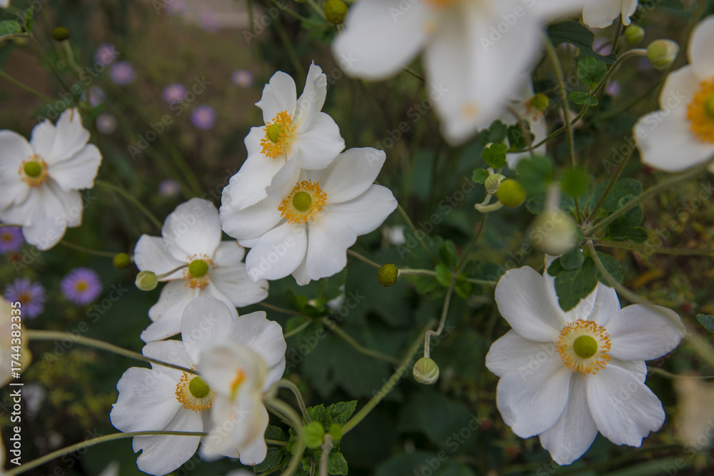Obraz premium Beautiful white anemones in a flowerbed