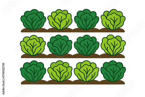 Fresh green cabbages arranged in rows on soil background rows of lettuce growing