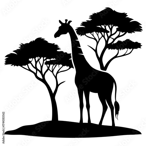Giraffe and acacia tree vector on white background.