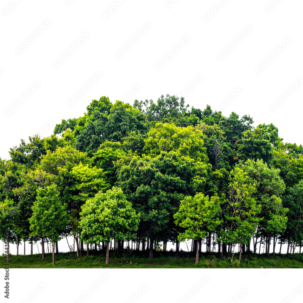 Fototapeta premium Lush forest with diverse green foliage against a stark black background