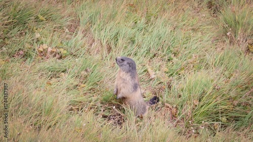 Murmeltiere am Großglockner 