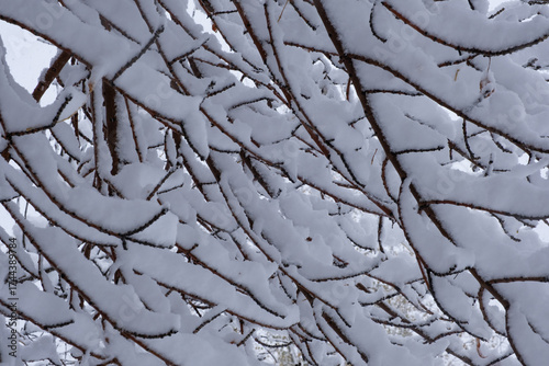 Branches tree are covered with snow in winter forest.