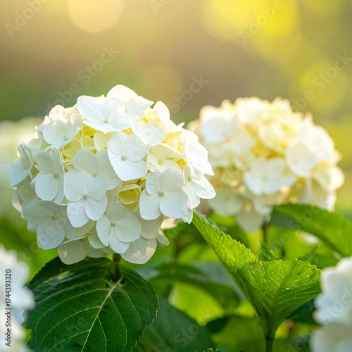 Close-up of two white hydrangea blossoms in soft sunlight