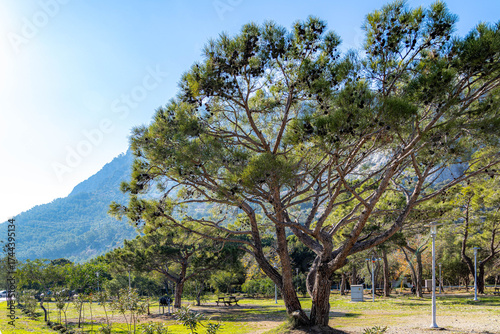 Slika na platnu A majestic stone pine tree with cones stands against a backdrop of hazy Taurus Mountains in a Mediterranean coastal park, bathed in beautiful backlight on a sunny winter day