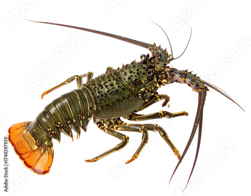 A vibrant, detailed, close-up of a spiny lobster on a black background, ready for the table