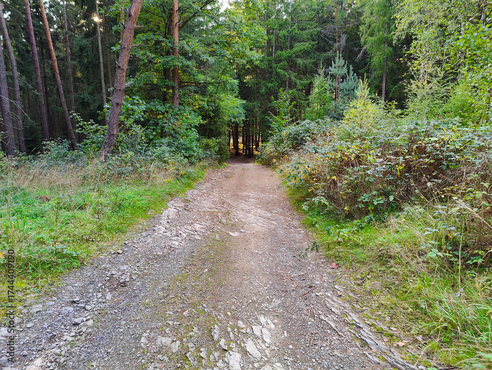 Fototapeta premium A dirt road in the middle of a wooded area