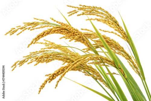 ripe paddy isolated on white or transparent background, cutout, PNG, generated AI