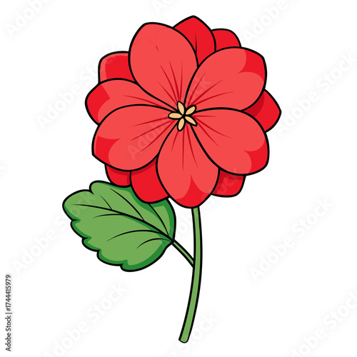 Red geranium flower drawing illustration vector art botanical floral design garden plant nature bloom 90
