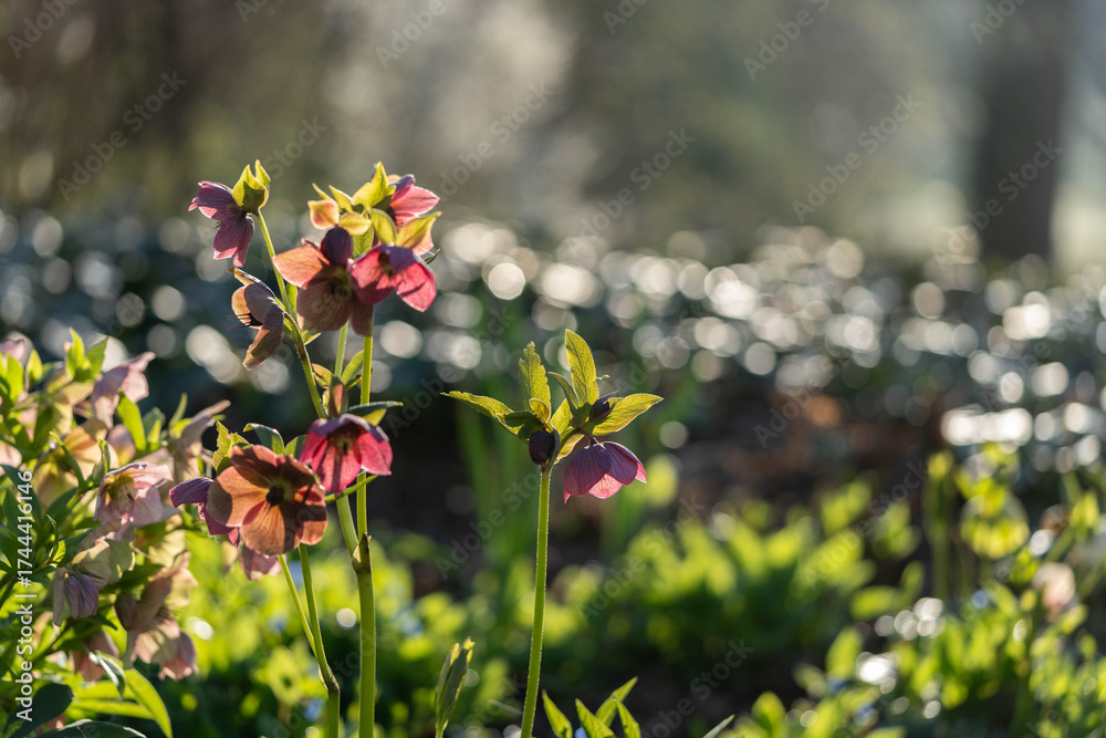 Fototapeta premium Helleborus blooming on a summer morning