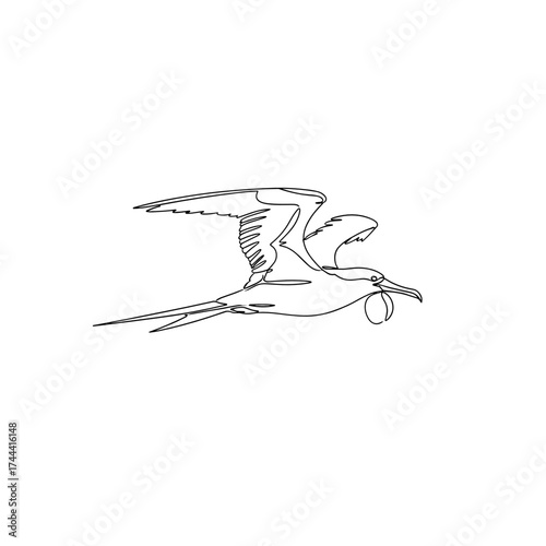 Soaring frigatebird in dynamic flight, designed in minimalist black ink on a transparent background for wildlife banner