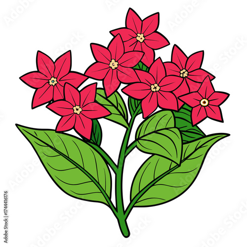 Red flower illustration of pentas lanceolata plant with green leaves stock vector artwork