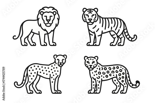 Lion, tiger, cheetah, leopard: simple line illustrations of big cats