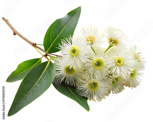 eucalyptus branch with flowers, cutout, PNG isolated on a white or transparent background