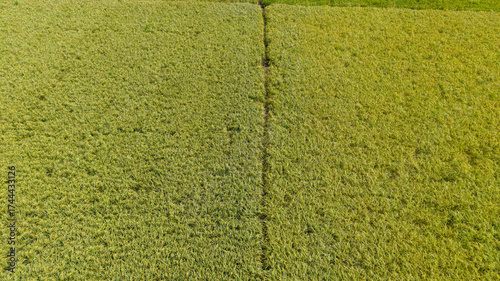 Obraz na plátně Overhead view of dense rice plants along a straight field boundary