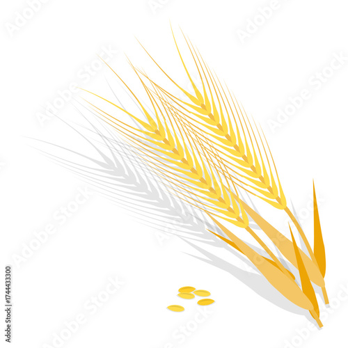 3D Isometric Flat Vector Set of Cereals , Grain Plants. Item 4
