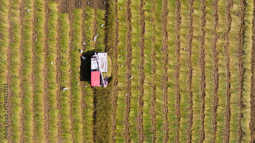 Aerial View Of Rice Fields Harvesting - Punjab, Pakistan