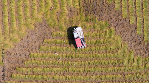 Aerial View Of Rice Fields Harvesting - Punjab, Pakistan
