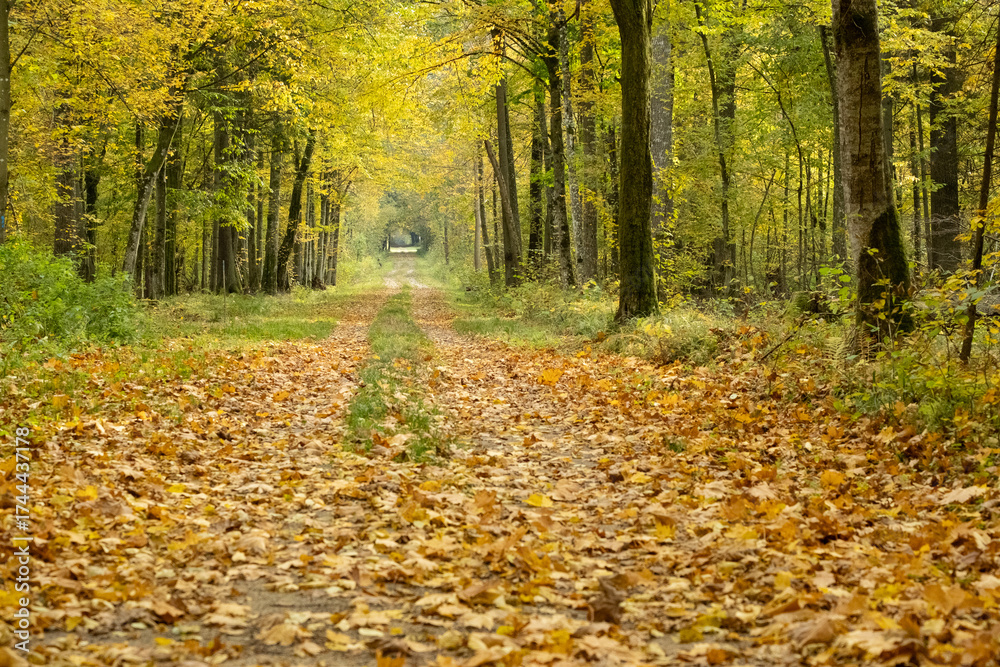 Fototapeta premium Path in Bialowieza Forest in Poland