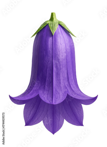 Tubular purple bellflower featuring slightly flared petal tips.