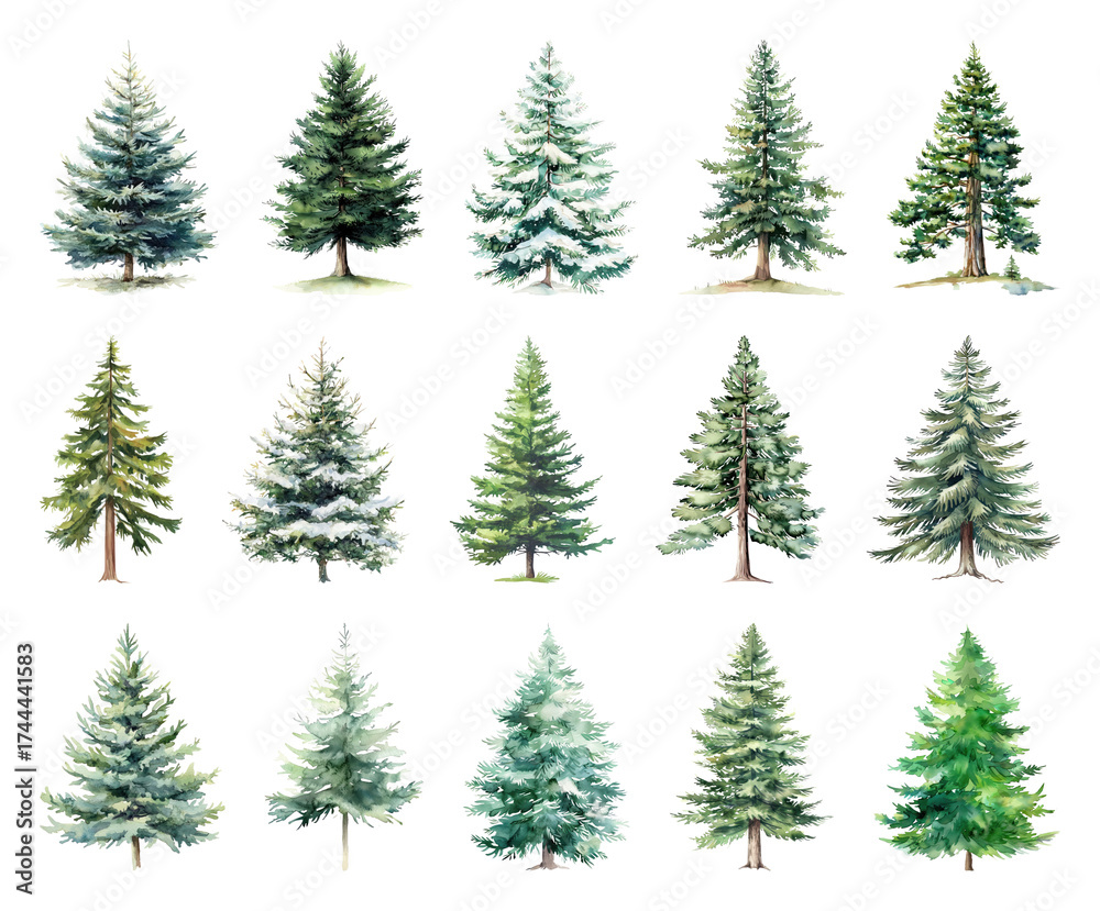 Obraz premium Watercolor evergreen trees collection.