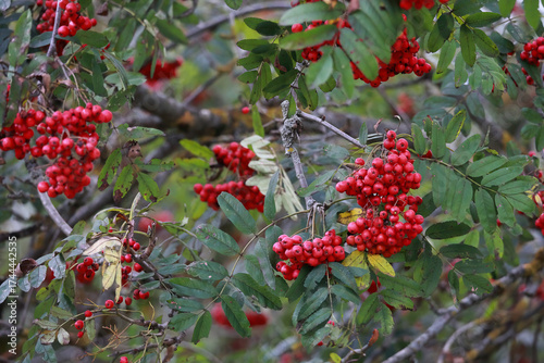 Branches Of A Rowan Tree (Sorbus Aucuparia) Heavy With Ripe Red Berries And Green Leaves In Autumn. Natural Food For Birds.