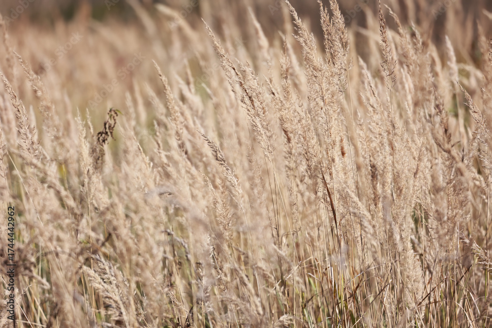 Fototapeta premium A Field Of Tall Dry Beige Grass (Reeds Or Calamagrostis) In Late Autumn. Natural Abstract Background, Calming And Serene Mood.