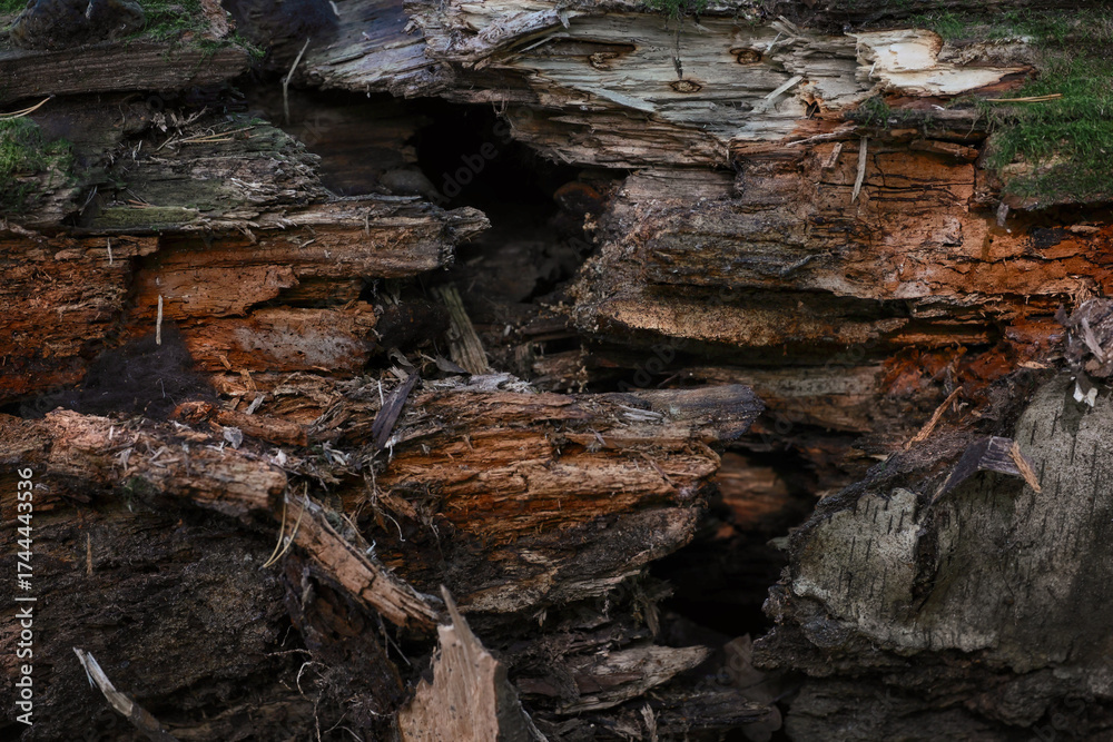 Φωτογραφία Close Up Texture Of A Decaying And Rotten Fallen Tree Log, Showing The Fibrous Structure Of The Wood