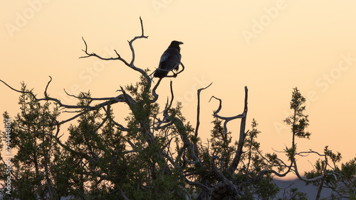 A raven perches in the bare branches at the top of a juniper tree silhouetted by the warm glow of the evening sky just after sunset as it looks towards the right. 