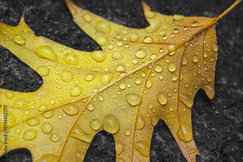 leaf already lying on the ground wetted with raindrops