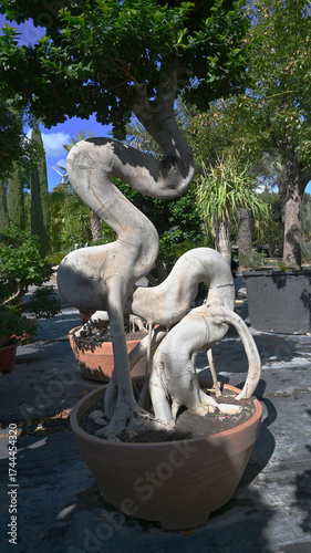 A twisted ficus bonsai tree with an artistic curved trunk growing in a large terracotta pot in a sunny garden. Decorative plant symbolizing nature and design harmony.