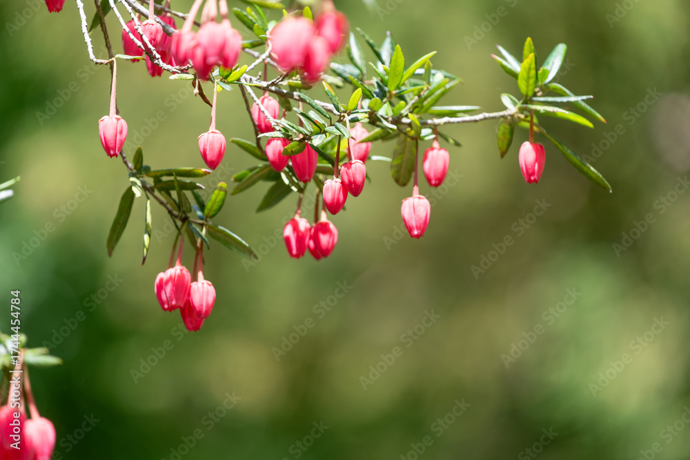 Fototapeta premium Close up of flowers on a Chilean lantern (crinodendron hookerianum) tree