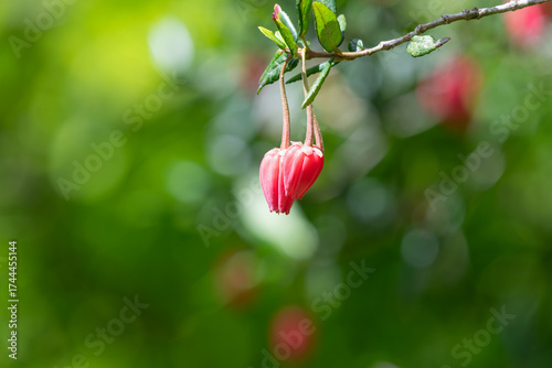 Close up of flowers on a Chilean lantern (crinodendron hookerianum) tree