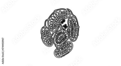 Abstract Floral Design with Intricate Patterns and Outlines.