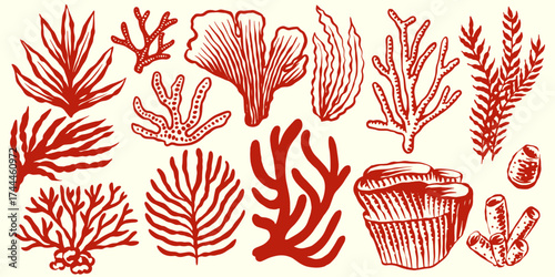 Corals and seaweed. Botanical Illustration. Underwater sea plants and flora. Vector Hand Drawn set. 