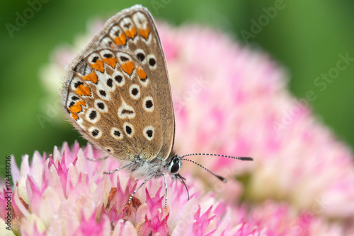 Brown Argus (Aricia agestis) on Hylotelephium 'Herbstfreude' (Pink Sedum)