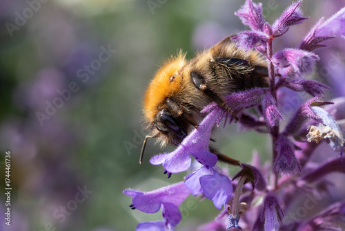 A drunk, exhausted bee resting on to Nepata racemosa 'Walker's Low' (dwarf catmint)
