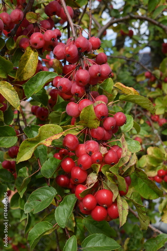 Crab apples growing on tree