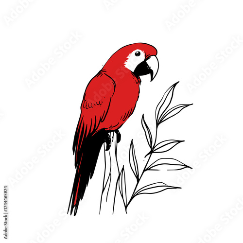 Macaw. Macaw simple black and white line art vector logo