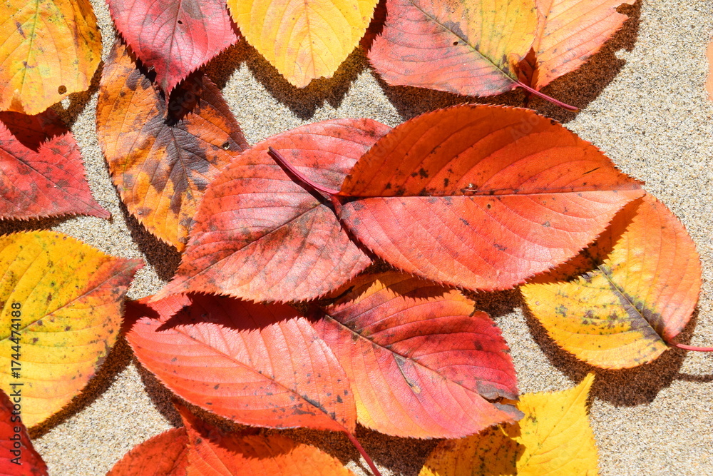 Obraz premium 落ち葉 秋イメージ 背景素材