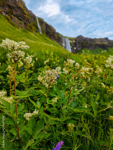 Seljalandsfoss waterfall in Iceland