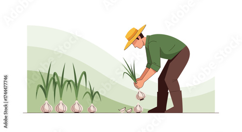 Agricultural Illustration Showing Farmer Harvesting Fresh Garlic Bulbs in a Cultivated Field
