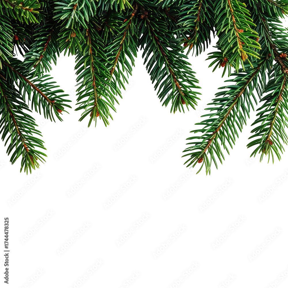 Fototapeta premium Evergreen fir branches against black background