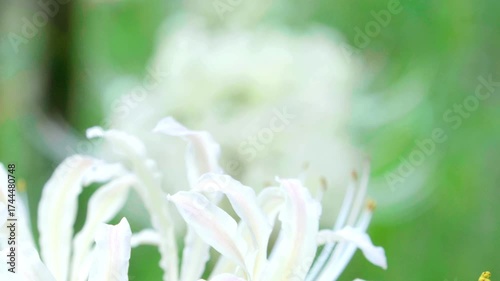彼岸花