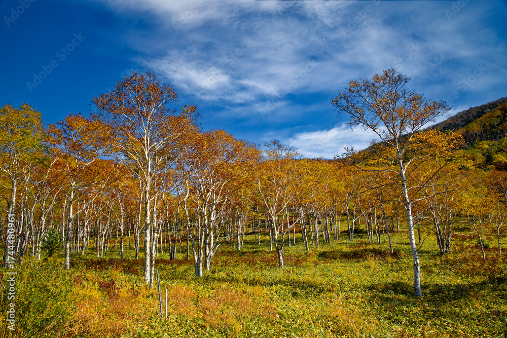 Naklejka premium ダケカンバの紅葉