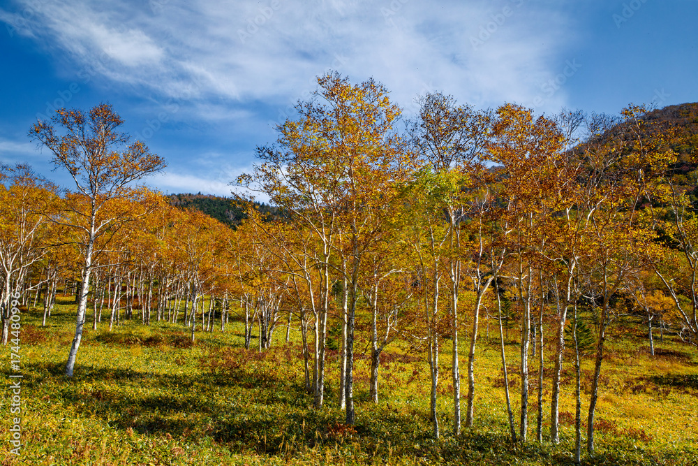 Fototapeta premium ダケカンバの紅葉