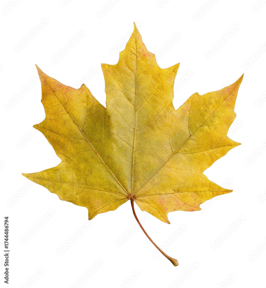 custom made wallpaper toronto digitalPNG Golden maple leaf isolated.