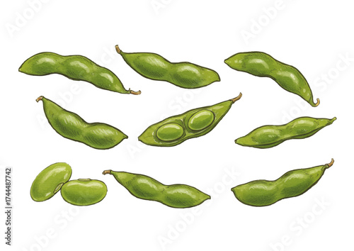 Handcrafted watercolor and pencil-style edamame illustration