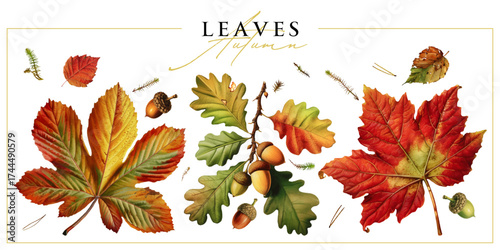 Set of autumn leaves isolated on a white background. Vintage painting style illustration.